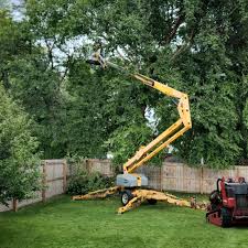 Best Lawn Renovation and Restoration  in Vista, CA