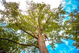 Best Tree Preservation Services  in Vista, CA