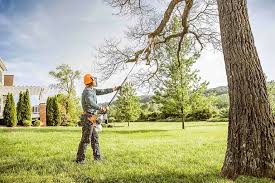 Best Fruit Tree Pruning  in Vista, CA