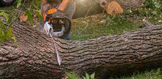 Best Storm Damage Tree Cleanup  in Vista, CA