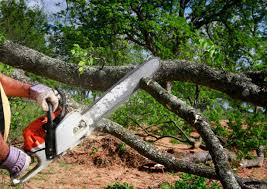 Best Commercial Tree Services  in Vista, CA