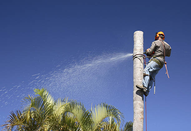 Best Emergency Tree Removal  in Vista, CA