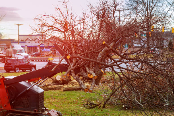 Best Root Management and Removal  in Vista, CA