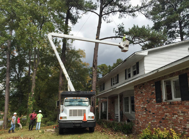 How Our Tree Care Process Works  in  Vista, CA