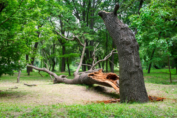 Best Pest Control for Lawns  in Vista, CA