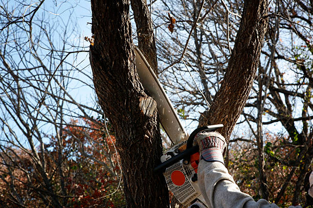 Best Arborist Consultation Services  in Vista, CA