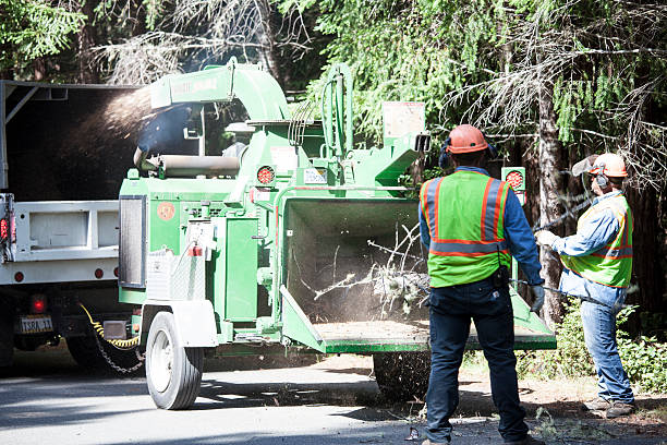 Best Fruit Tree Pruning  in Vista, CA